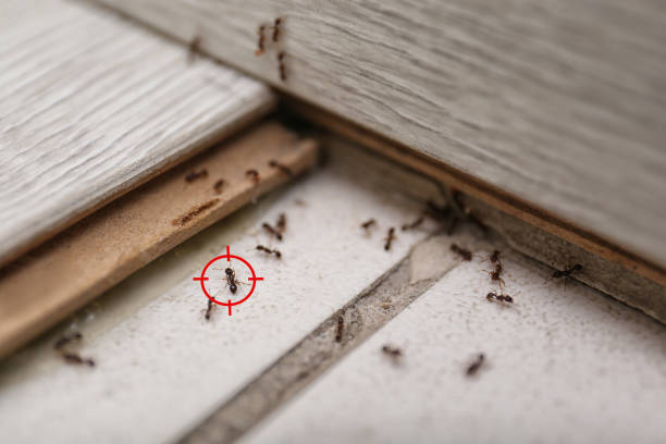Spider Control Near Me in University Park, TX