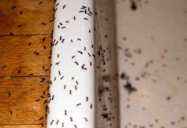Best Spider Control Near Me  in University Park, TX