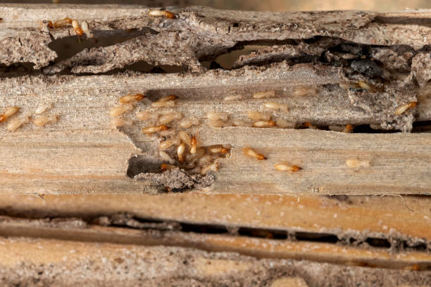 Best Bed Bug Extermination  in University Park, TX