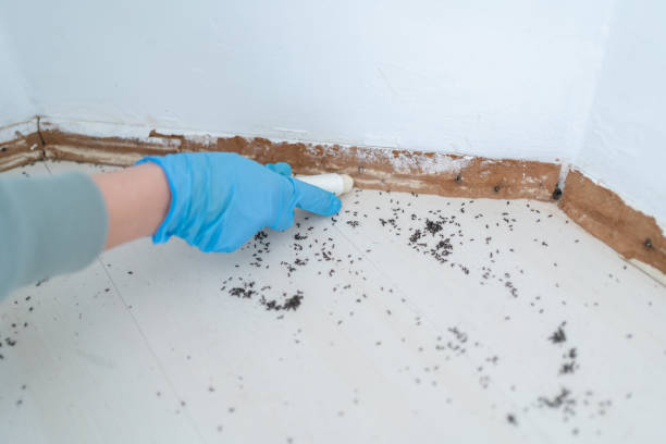 Best Wasp Removal Services  in University Park, TX